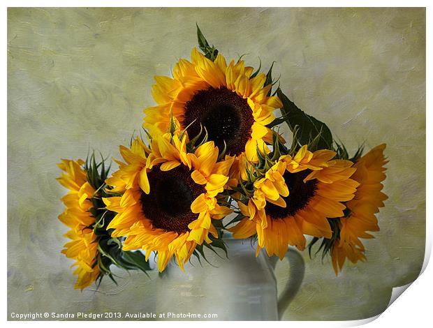 Sunflowers Print by Sandra Pledger
