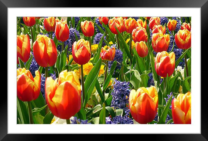 Spring Flowers Framed Mounted Print by Antoinette B