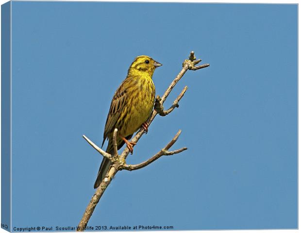 Yellowhammer Canvas Print by Paul Scoullar