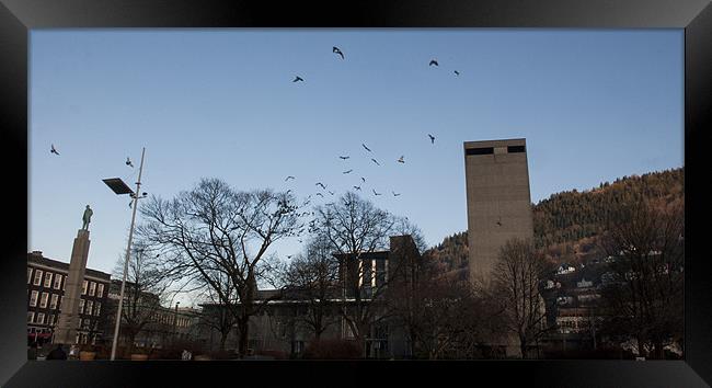 Pigeons over Bergen Framed Print by John Boekee