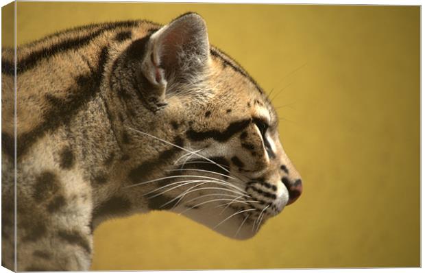 A Starring Ocelot Canvas Print by Andrew Stephen