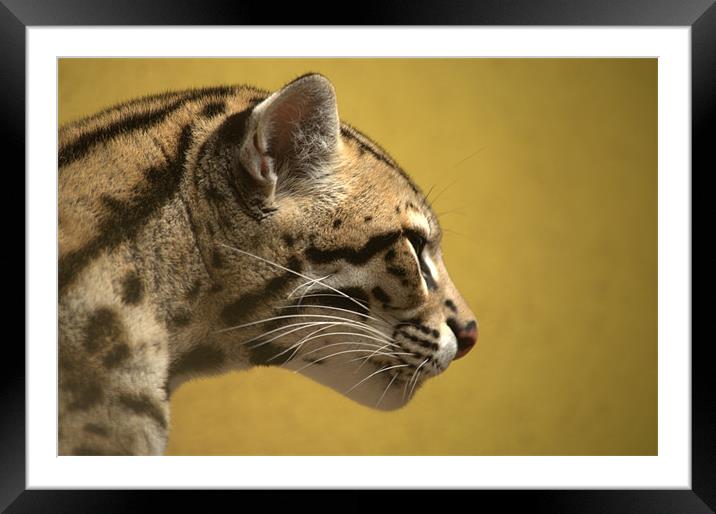 A Starring Ocelot Framed Mounted Print by Andrew Stephen