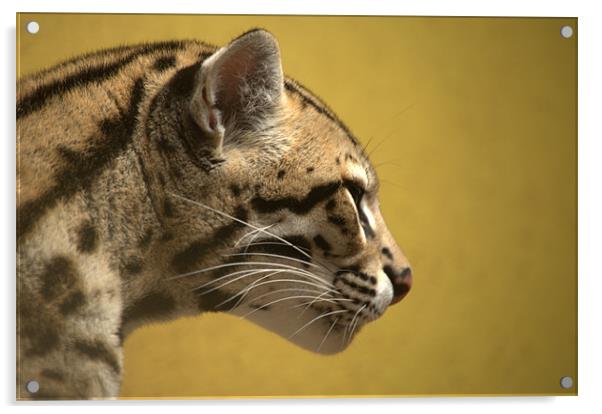 A Starring Ocelot Acrylic by Andrew Stephen