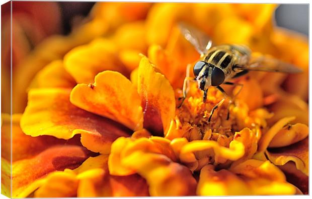 Hoverfly On Marigold Canvas Print by Gary Kenyon