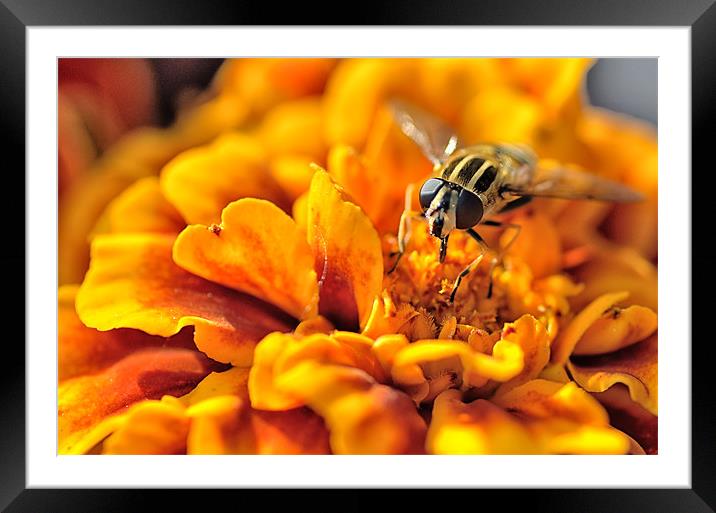 Hoverfly On Marigold Framed Mounted Print by Gary Kenyon