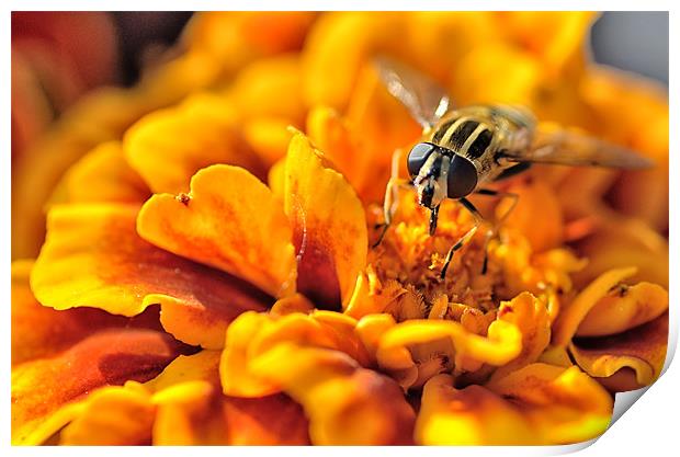 Hoverfly On Marigold Print by Gary Kenyon