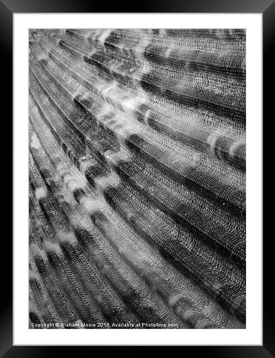 Scallop shell Framed Mounted Print by Graham Moore