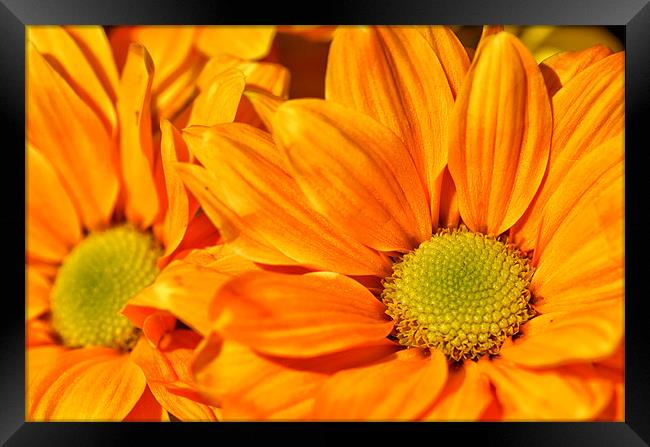 Floral Macro Framed Print by Gary Kenyon