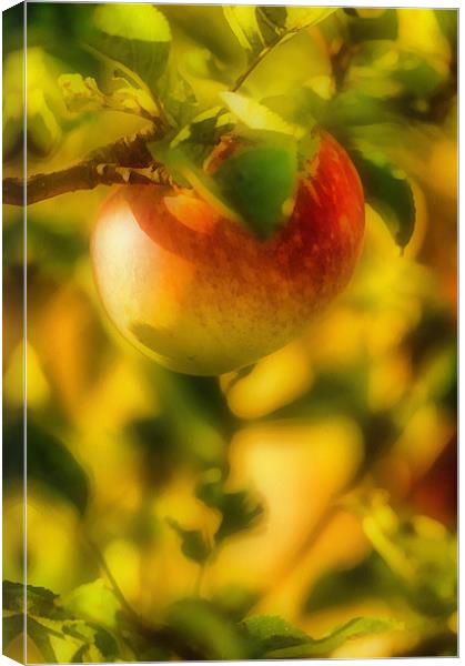 Apple, lit golden rays of the sun Canvas Print by Michael Goyberg
