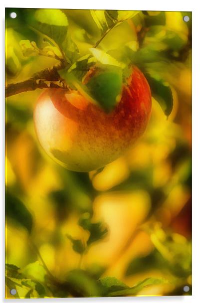 Apple, lit golden rays of the sun Acrylic by Michael Goyberg
