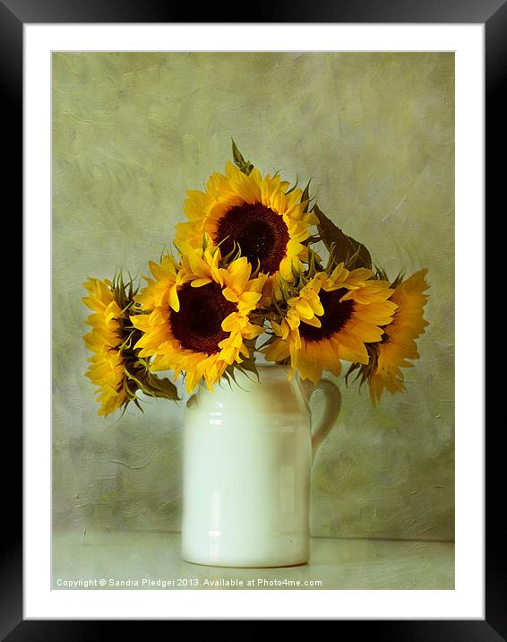 Sunflowers still life Framed Mounted Print by Sandra Pledger