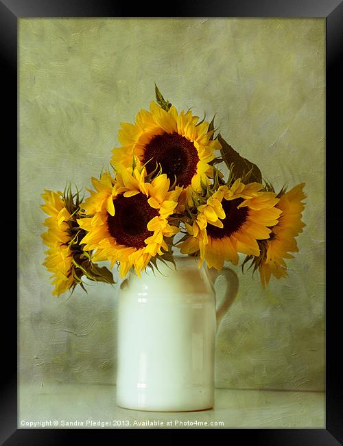 Sunflowers still life Framed Print by Sandra Pledger