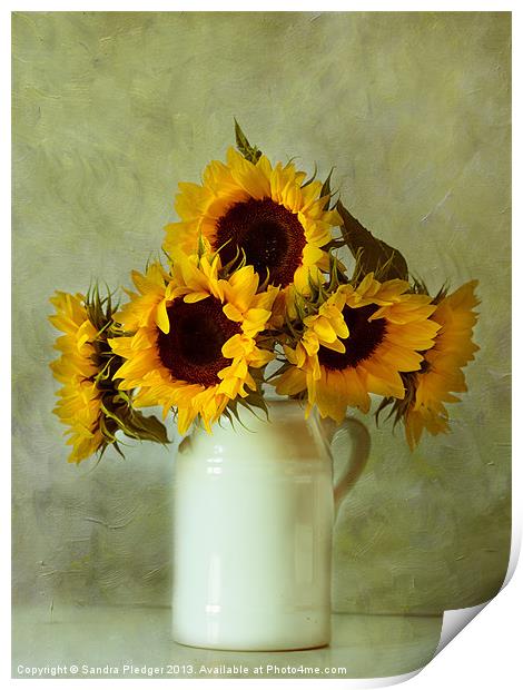 Sunflowers still life Print by Sandra Pledger