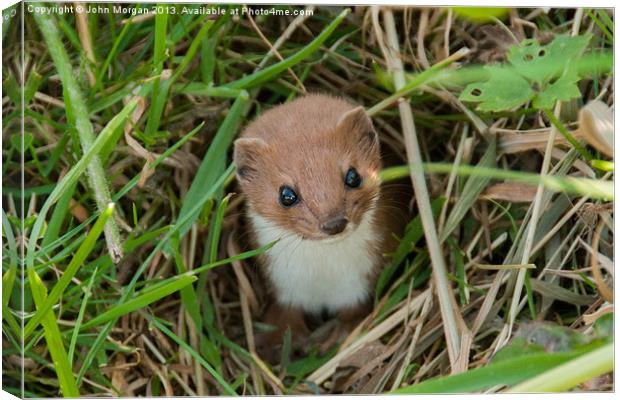 Weasel in the grass. Canvas Print by John Morgan