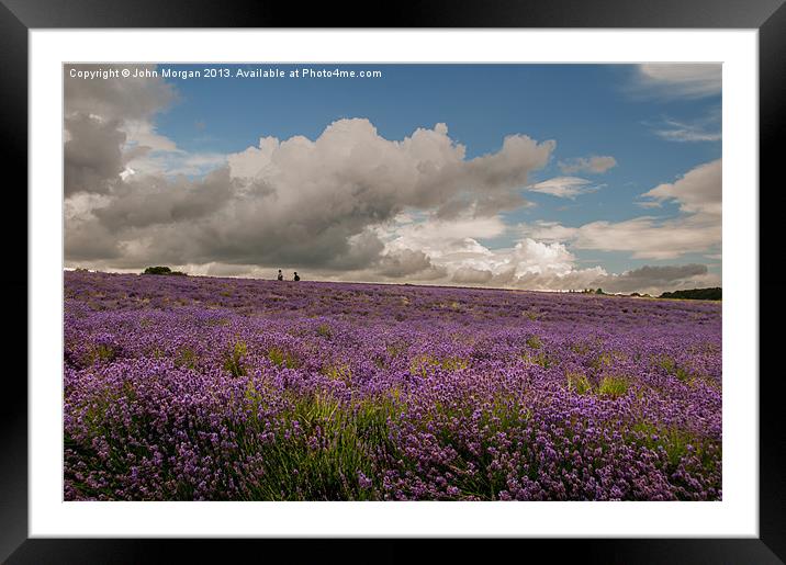 A walk in the Lavender field. Framed Mounted Print by John Morgan