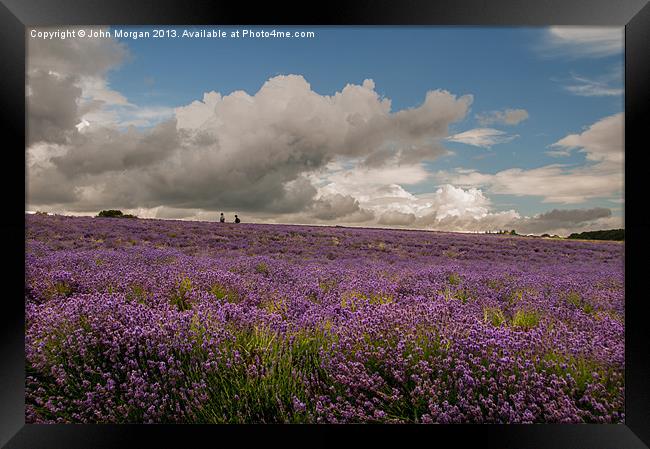 A walk in the Lavender field. Framed Print by John Morgan