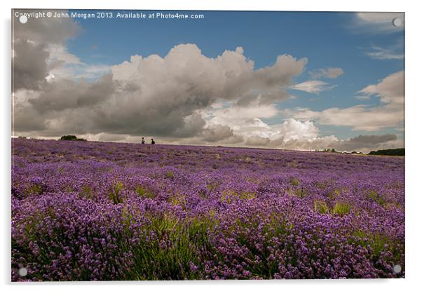 A walk in the Lavender field. Acrylic by John Morgan