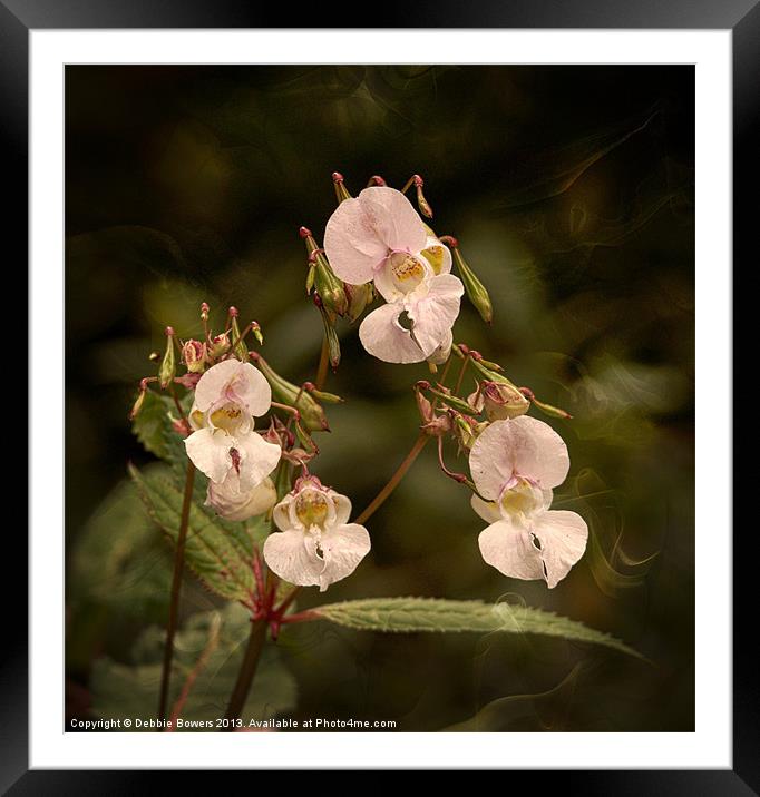 Jewelweed/Himalayan balsam Framed Mounted Print by Lady Debra Bowers L.R.P.S