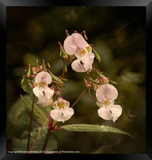 Jewelweed/Himalayan balsam Framed Print by Lady Debra Bowers L.R.P.S