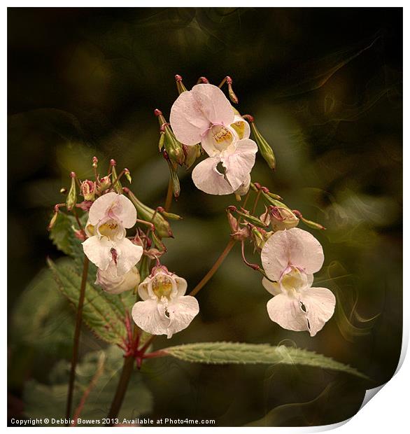 Jewelweed/Himalayan balsam Print by Lady Debra Bowers L.R.P.S