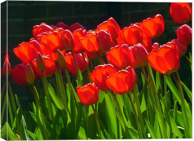 Red Tulips Canvas Print by Antoinette B