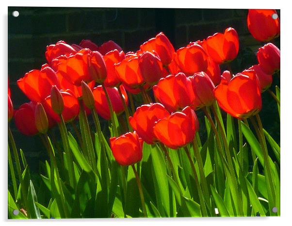 Red Tulips Acrylic by Antoinette B