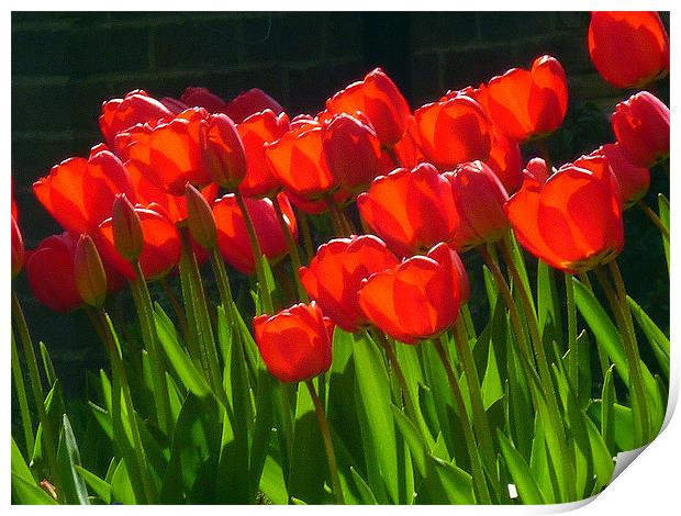 Red Tulips Print by Antoinette B