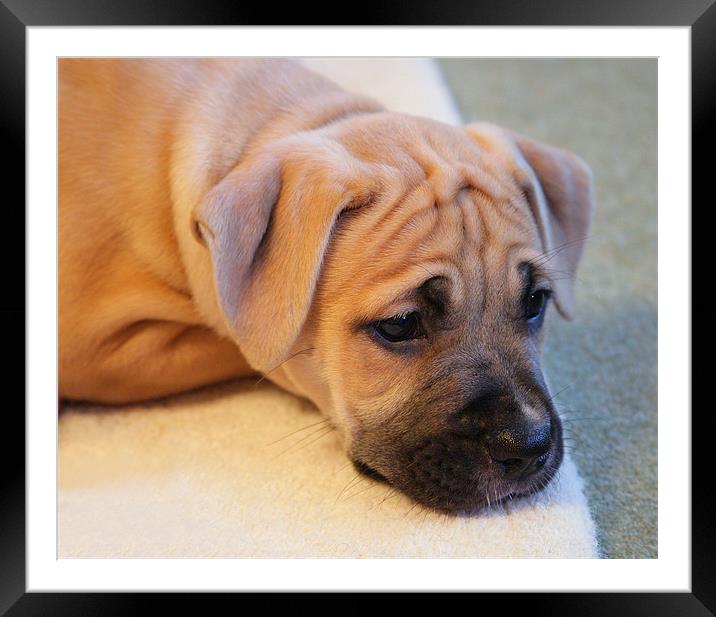 So young for wrinkles! Framed Mounted Print by Mal Taylor Photography