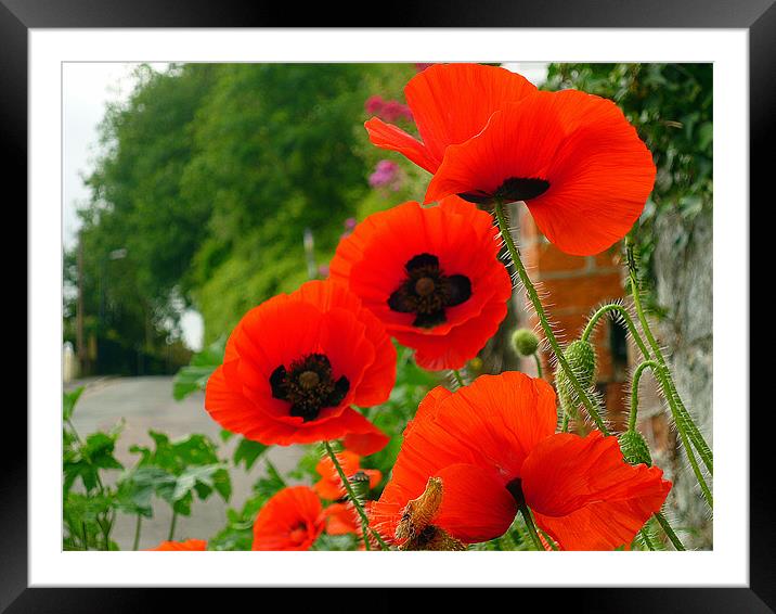 Field Poppies Framed Mounted Print by Antoinette B