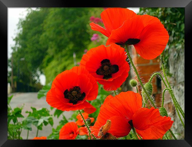 Field Poppies Framed Print by Antoinette B