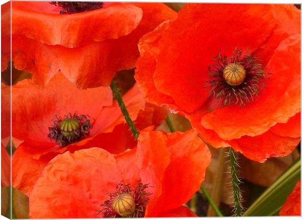 Field Poppies Canvas Print by Antoinette B
