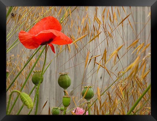 Field Poppy & Golden Oats Framed Print by Antoinette B