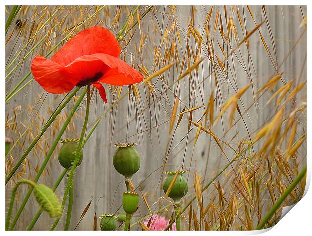 Field Poppy & Golden Oats Print by Antoinette B