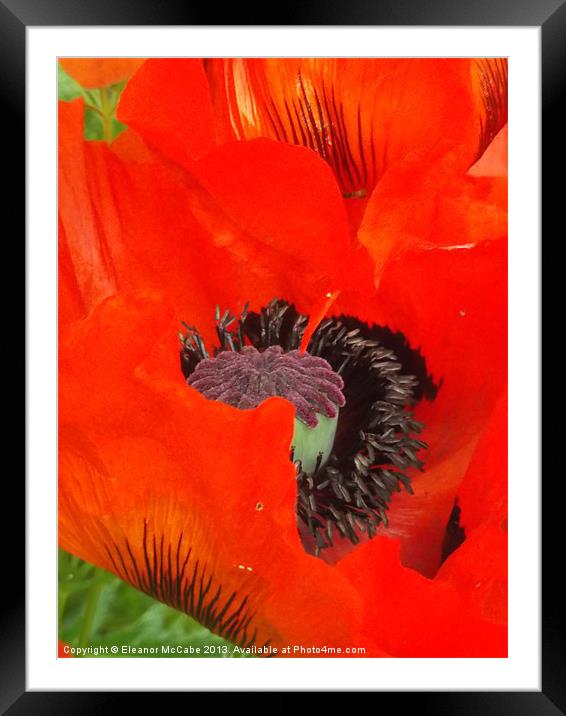 Summer Spice 1 Framed Mounted Print by Eleanor McCabe