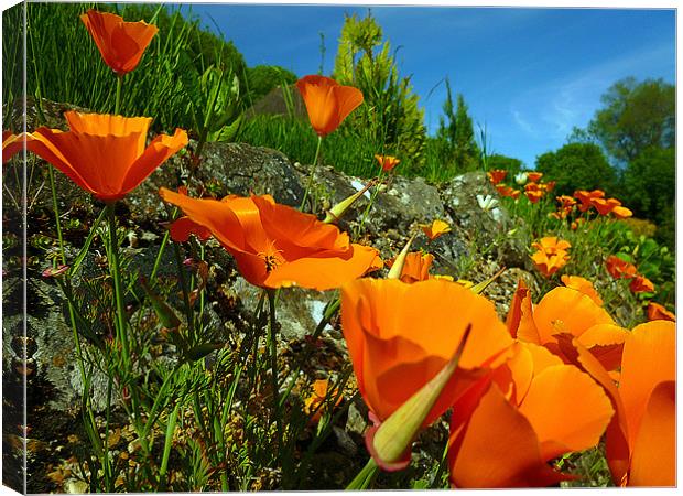 California Poppies Canvas Print by Antoinette B
