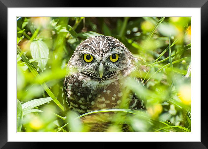 The Burrowing Owl (Athene cunicularia) Framed Mounted Print by Pete Lawless
