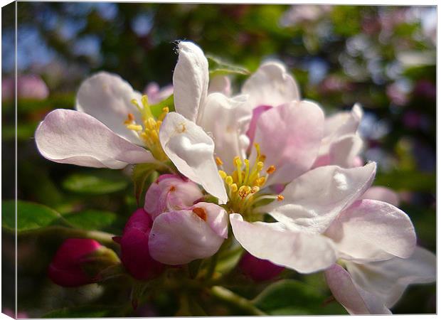 Crab Apple Blossoms Canvas Print by Antoinette B