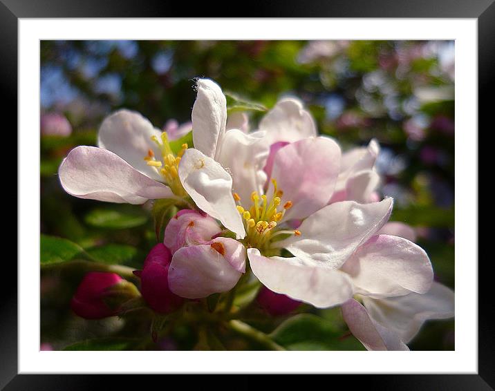 Crab Apple Blossoms Framed Mounted Print by Antoinette B