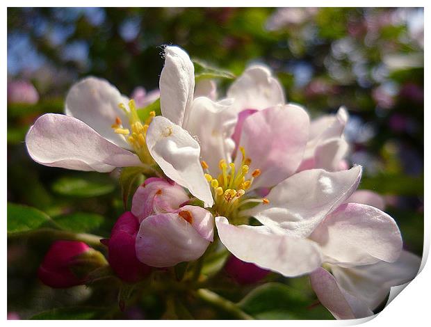 Crab Apple Blossoms Print by Antoinette B