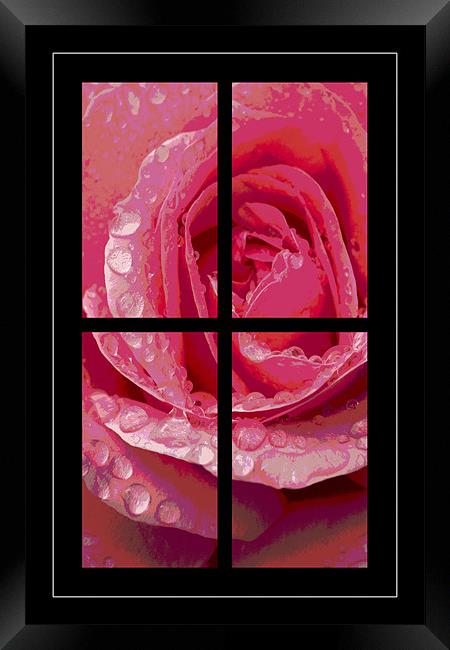 Rose Window Framed Print by Malcolm McHugh