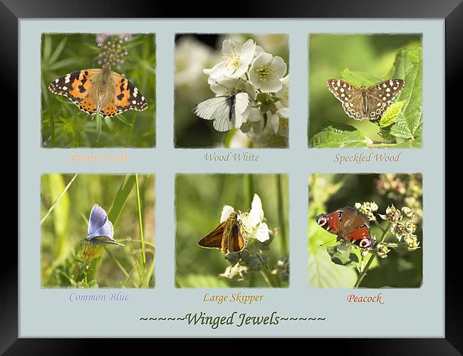Winged Jewels Framed Print by Malcolm McHugh