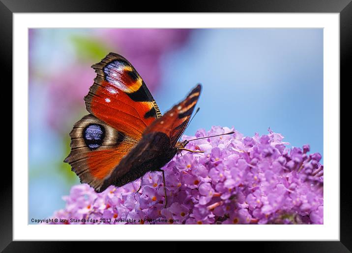 Peacock butterfly on buddleia Framed Mounted Print by Izzy Standbridge