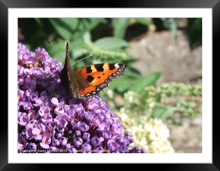 Butterfly Framed Mounted Print by Susan Mundell