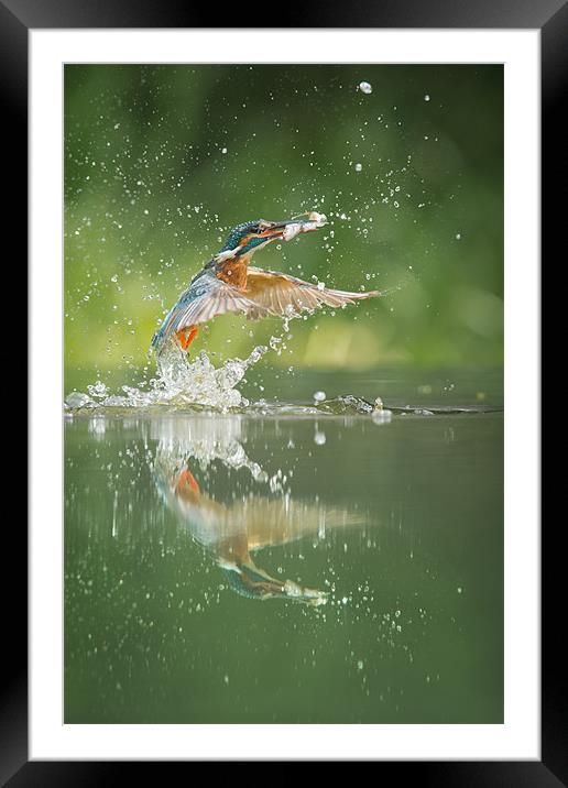 Kingfisher with catch. Framed Mounted Print by Natures' Canvas: Wall Art  & Prints by Andy Astbury