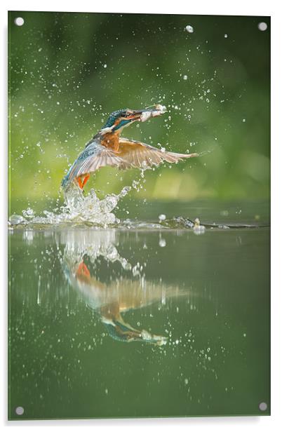 Kingfisher with catch. Acrylic by Natures' Canvas: Wall Art  & Prints by Andy Astbury