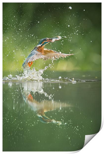 Kingfisher with catch. Print by Natures' Canvas: Wall Art  & Prints by Andy Astbury
