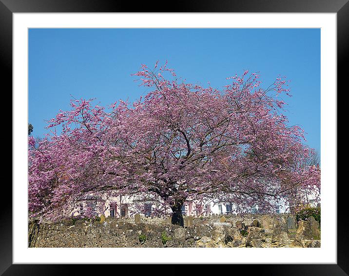Cherry Tree In Bloom Framed Mounted Print by Antoinette B