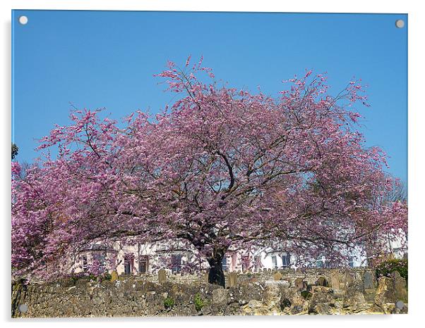 Cherry Tree In Bloom Acrylic by Antoinette B