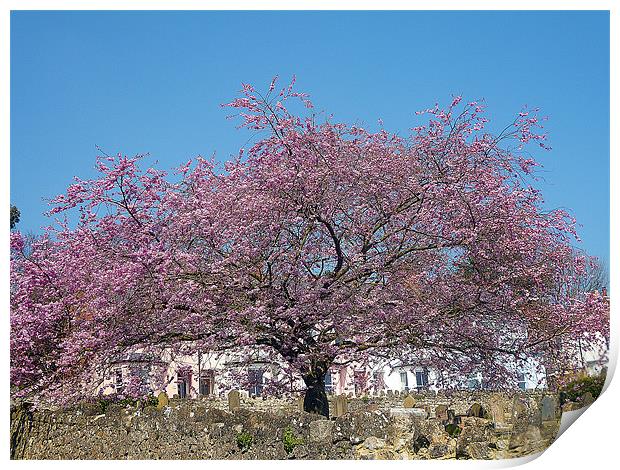 Cherry Tree In Bloom Print by Antoinette B