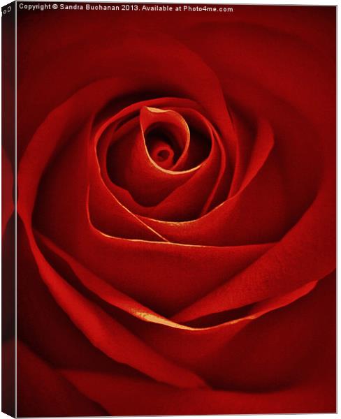 Vintage Red Rose Canvas Print by Sandra Buchanan